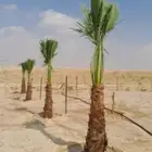 نخيل طيب للبيع