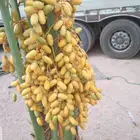 نقوم بتوريد جميع انواع النخيل