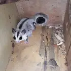 سنجاب أنثى أليف