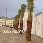 نخل للبيع طيب مثمر وزينه درجه اولى