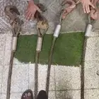 كرين شبكه كليف سات حق بير للبيع