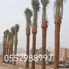 نخل عربي طيب مثمر وزينه