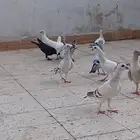 مخاليف وفحول كش شاميه