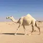 للبيع الملاقي الكفو الوضحى