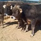 عجلتين وعجل للببع