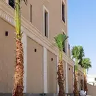 يوجد لدينا جميع انواع النخيل المثمر ولوشنطني جول