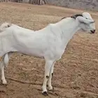 فحل بيشي فاخر