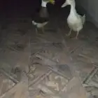 بط البيع الصحه شرط العمر شهر ونص