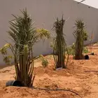 نخل بيشه مثمر توريد جميع انواع انخيل