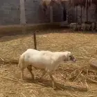 فحل بلدي