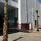 نخل وشنطانياء