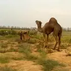 جمل ساحلي ادهم امهات الحليب واللون ومنتج السن ناب