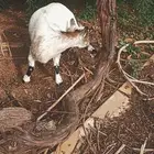 ماعز قزم تشيكي بيور