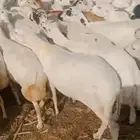 ضأن رفيديت دفيع الشرت