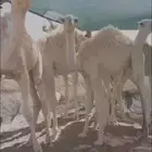 للبيع حشو قعدان العدد 5 لباني بري العمر 7 شهو واقل