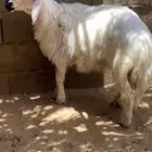 خروف اصفر كرامه