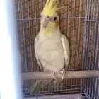 الرياض