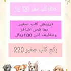 حلاقه قطط وكلاب في المنزل