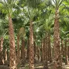 غرس وتوريد جميع انواع النخيل لتوصل