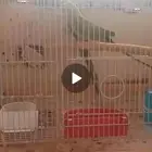 زوج دره منتج لمحبي النوادرت تم البيع