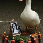 مطلوب بط بكيني لاحم عمر ثلاث وحمام وارنب