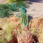 يوجد لدينا توريد جميع انواع نخيل وشبوك