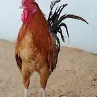 ديك عربي