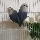 جوز روز صحه ونضاف الذكر الاوبلاين والانثى الفيس مع الملحقات