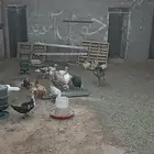 دجاج وديوك رومي