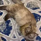 قط ذكر معقم للتبني