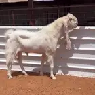 فحل مطور ابرص خصصصم