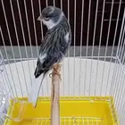 كناري فحول سوري تغريد