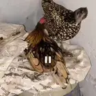 دجاج سبرايت احمر