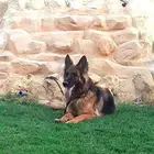 نثيه منتجه جيرمن شيبرد مستوى عالي