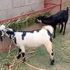 ثنتين جفار بيشيات تاؤم مضروبة