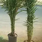 نخل للبيع مجذر وجثايث وفسايل