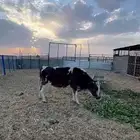 حسيله عمرها 10 شهر