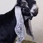 تيس عارضي خصم