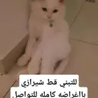 قط شيرازي للبيع