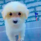 كلب مالتيز فرنسي