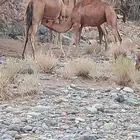أعرض لكم قعود العمر ثمانية أشهر على حليب امة