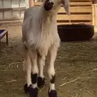 مشروع فحل فاخر