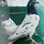 جوز باكستاني تيدي بفرخع