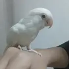 طير روز اليف جدآ البينو عين حمرا