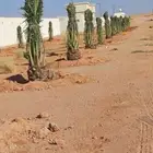 سلام عليكم اليوم عندنا الفسيل المثمره صقعي سكر روثن برني