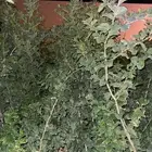 سدر بلدي