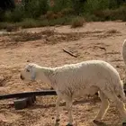 مطلوب طليان