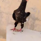 مخلف مسود