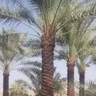 نخل مثمر للبيع