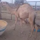 حاشي اشقح مسحوب من تحت امه على الحليب ارباع و اثمان